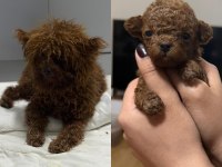 Toy Poodle Kore Teacup hepsi mevcuttur