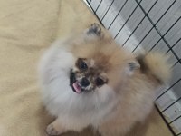 POMERANİAN BEBEKLER