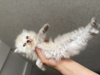 Deniz gözlü British Longhair