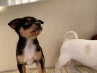 Varsa daha iyisi o da annesi pinscher