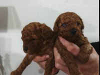 Kore Poodle