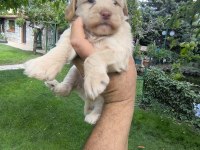 MALTİPOO YAVRULAR