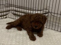 Şecere Belgeli Toy Poodle Bebekler