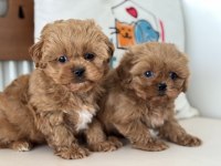 Ankaranın en güzel maltipoo yavruları aşılı pasaportlu