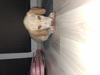 Acil Ücretsiz Sahiplendirme Köpeğimiz