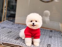 Sağlık ve ırk garantili pomeranian