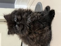Exotic Shorthair Kedilerime yuva arıyorum