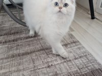 British Longhair Safkan Yavrumuz