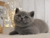 Ayı Surat Brıtısh Shorthair Yavrularım