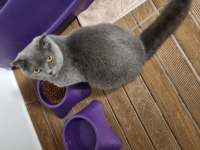 8 aylık erkek scottish fold