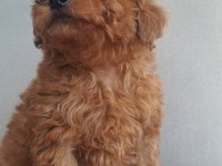 Kore Tea Cup Poodle yavrular