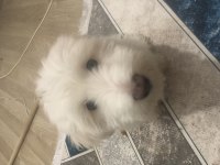 Ücretsiz maltese terrier