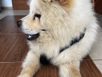 8 Aylık Erkek Chow Chow