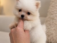 MİCRO MİNİ BOY ÜST DÜZEY BİBLO POMERANİAN BOO