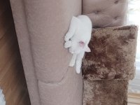 8 aylık erkek british shorthair