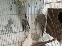 DAMIZLIK ALBİNO VE WF CİNNAMON DİŞİ SULTAN