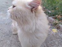İran kedisi
