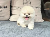 Zeki Irk Pomeranian Yavrular İçin Bizlere Ulaşın