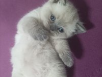 BLUEPOİNT ERKEK YAVRU BRİTİSH SHORTHAİR