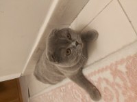 1 yaşındaki scottish fold kızımızı çiftleştirmek istiyoruz