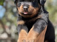Şecere Soy Kütüğünden Rottweiler Yavrular