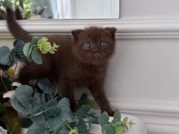 Chocolate Scottish Fold Yavrumuz