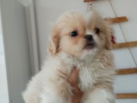 Minicik pekinez bebek köpekler