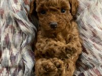 Poodle bebeklerim yeni yuvaya hazır