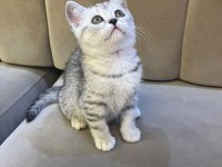 Scottish Straight Silver Tabby Dişi