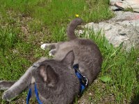 Russian Blue Kedimi Acil Sahiplendiriyorum