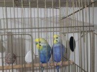 Rainbow Çift Muhabbet Kuşu