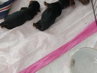 10 Temmuz Doğumlu Orjinal Yorkshire Terrier Yavruları