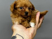 Koyu kahve maltipoo yavrularım