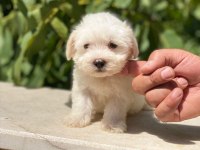MALTESE TERRİER YAVRULARIMIZ
