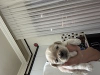 Minik pamuk pekinez köpeklerim