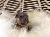 Renkli Gözlü Irk Garantili French Bulldog Yavrularım
