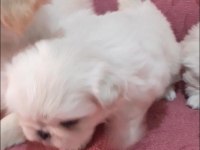 imperial pekinez köpeği