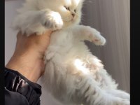 SAFKAN AYI SURAT YAVRULARIMIZ MAVİ GÖZ BRİTİSH