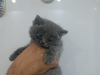 BLUE BRİTİSH SHORTHAİR BAL BEBEKLER