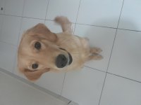 Yeni yuva arıyoruz golden retriever