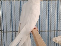 3 Aylık Yavru Albino Sultan Papağanı