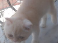 Saf kan exotic shorthair erkek yavru
