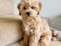 Maltipoo Aşılı Eğitimli