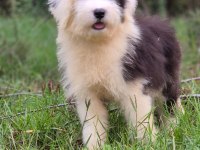 Trde nadir ırklardan bobtail yavrularımız