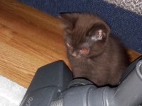 Bitter çikolata british shorthair