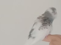 YEME DÜŞECEK MUHABBET KUŞU