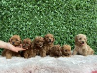 Toy Poodle bebişler