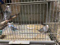 Yavru Muhabbet Kuşlar