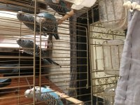 8 Adet Yavru Muhabbet Kuşu Tam Alıştırmalık
