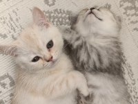 ACİL YUVA ARIYORUZ KEDİLERİMİZE
